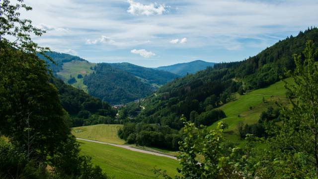 Aussicht auf hügelige Wiesen und Wälder