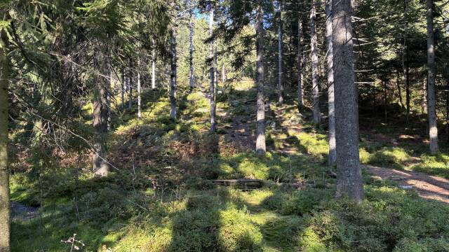 Foto Mummelsee Wald