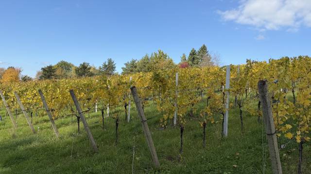 Weinregion Ortenau & Genuss - REMA Homes