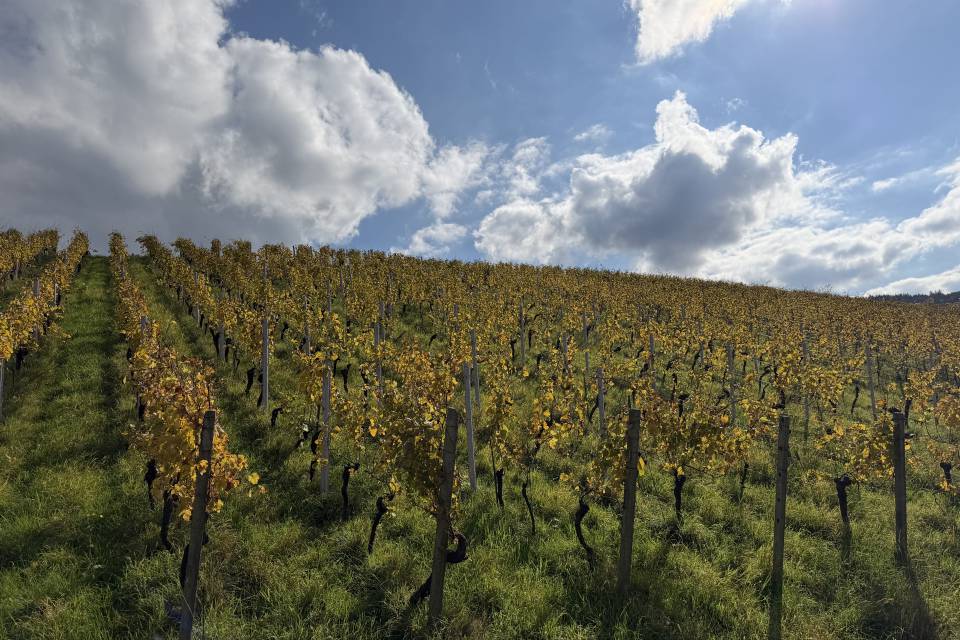 Natur, Genuss & Erholung: Bad Bellingen - REMA Homes