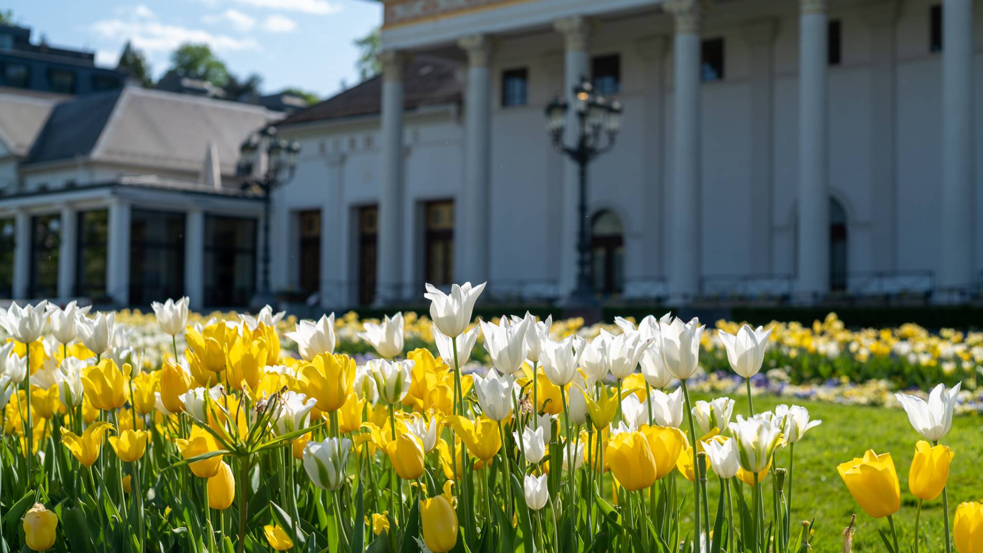 Gelbe und weiße Tulpen vor dem Kurhaus Baden-Baden